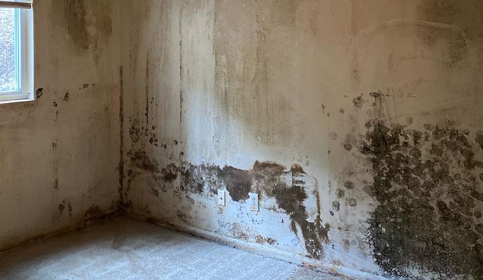Black mold on the wall