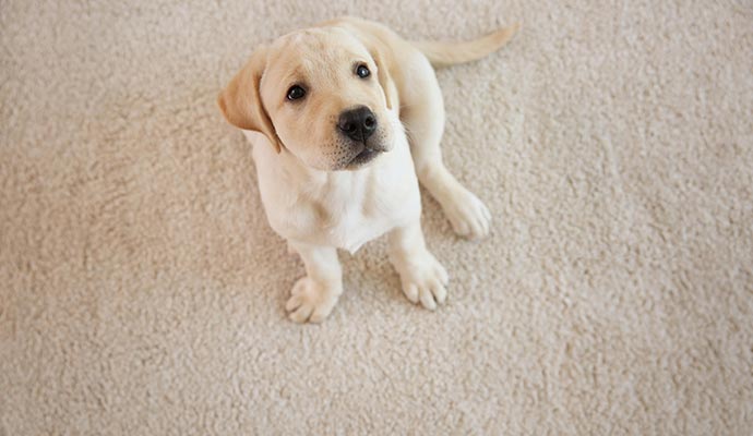 Pet dog sitting on a clean carpet