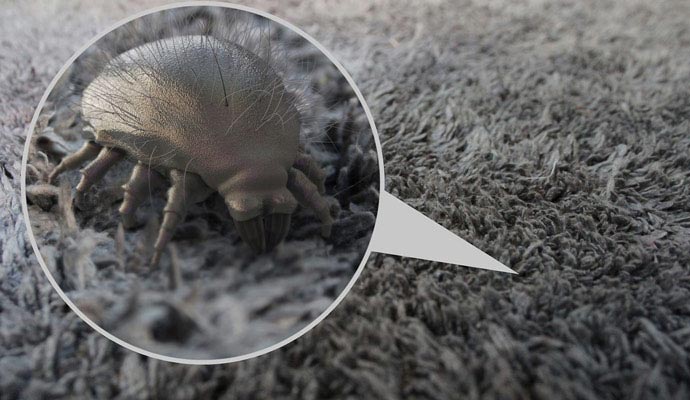 Dust mite on carpet