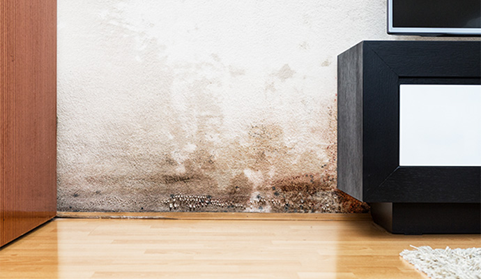 Mold damaged wall