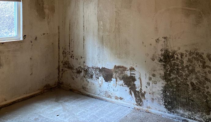 Mold damaged wall