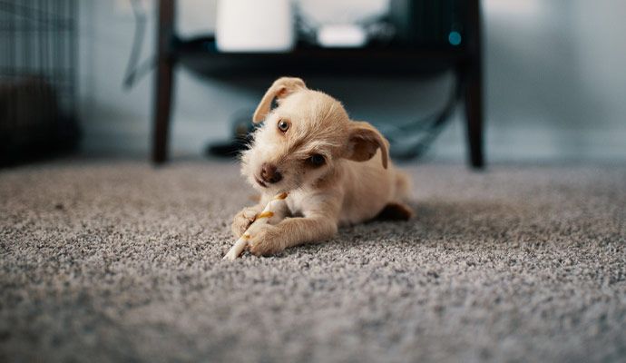 Pet dog sitting on clean carpet
