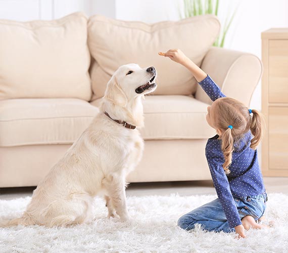 A young girl on her knees feeds a treat to a golden retriever dog in a bright living room with a fluffy white rug