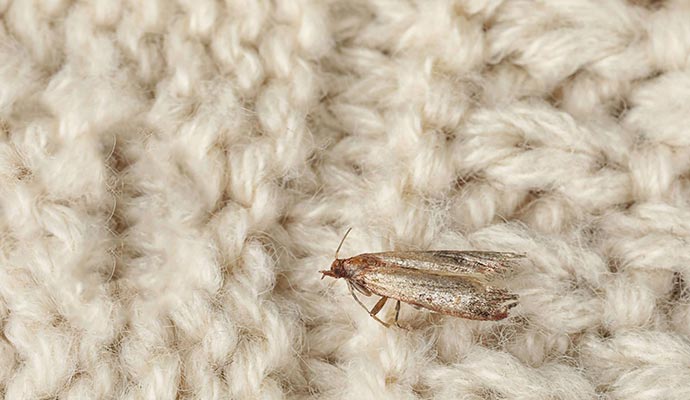 A macro shot of a single moth resting on a rug