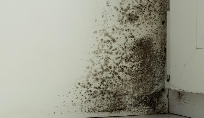 Black mold on the wall