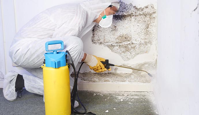 Mold remediation service
