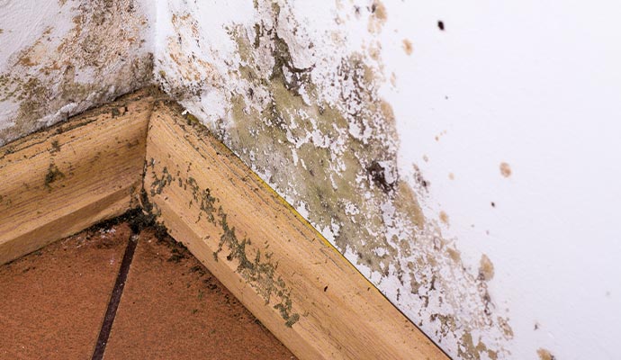 Moldy wall