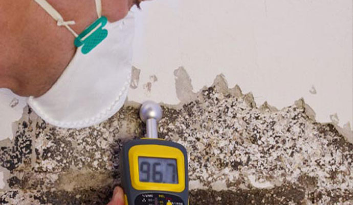 Professional mold inspection